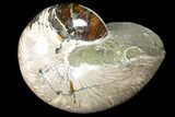 Huge, Polished Fossil Nautilus (Cymatoceras) - Madagascar #127146-1